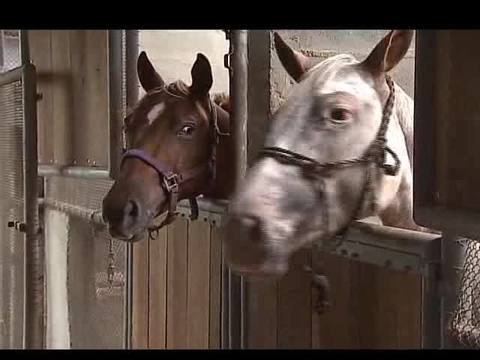 Conheça a história da raça de cavalo appaloosa