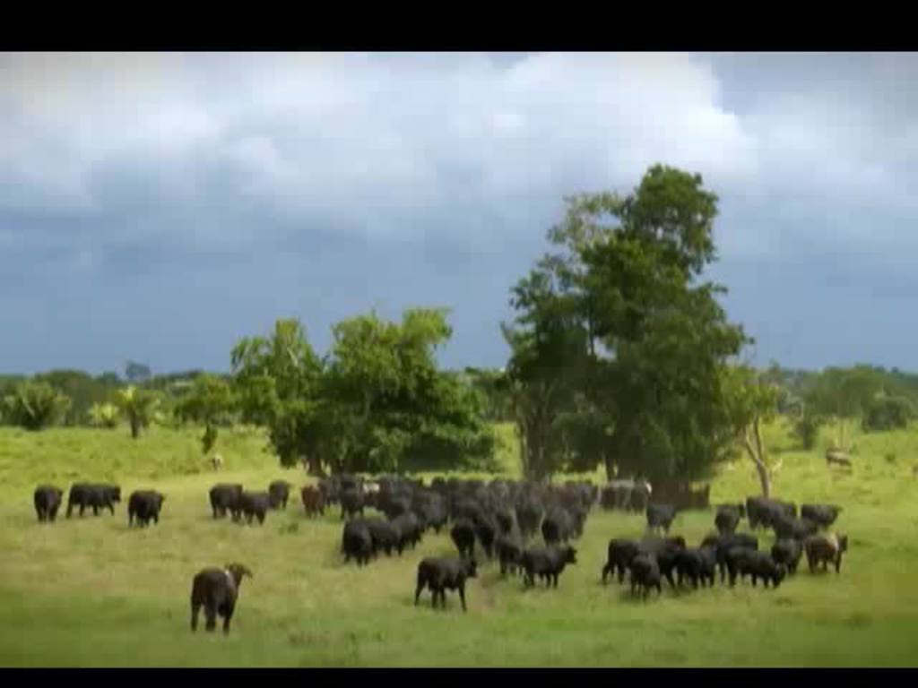 Série Minuto da Raça destaca o bovino angus