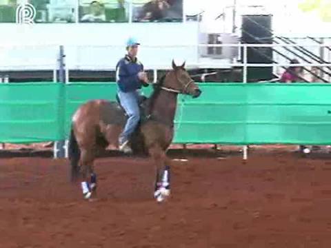 Conheça a história do cavalo quarto de milha