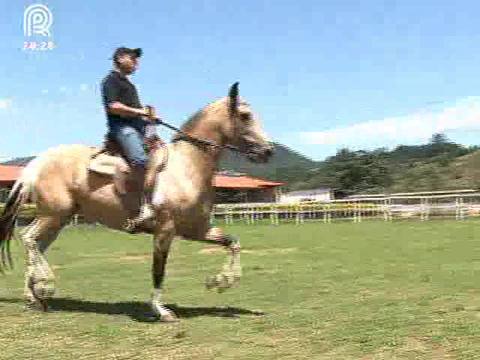 O cavalo pampa é excelente para trabalho e passeio