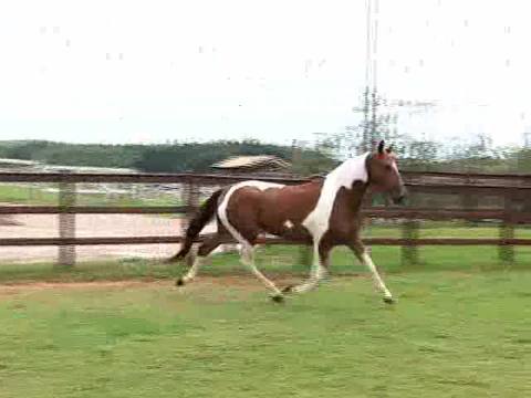 Cavalo campolina é uma mistura de várias raças