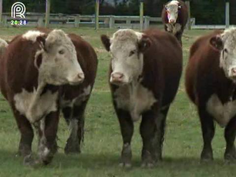 Rústico, gado hereford é bom de carne e reprodução