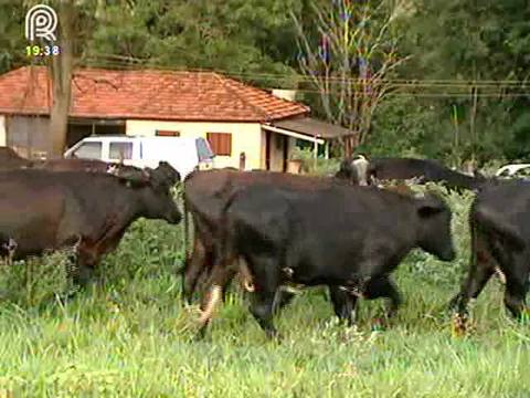 Leite: preço sobe, mas produtor deve ter cautela