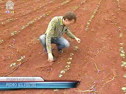 Clima ameaça o cultivo do algodão em Mato Grosso