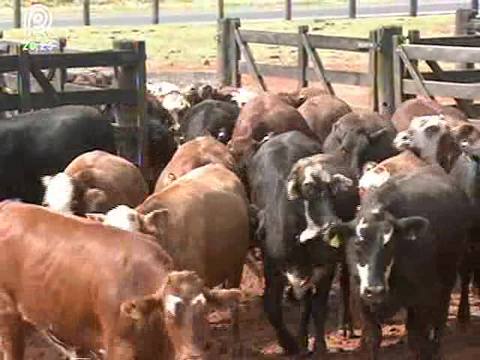 Adaptado aos trópicos, gado braford é bom de carne