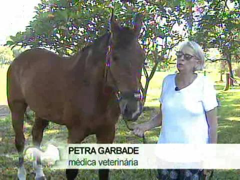 Verão: saiba quais são os cuidados com os equinos