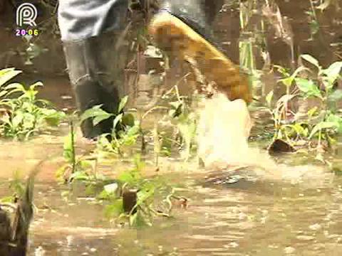 SP: chuva preocupa pecuaristas no Vale do Ribeira