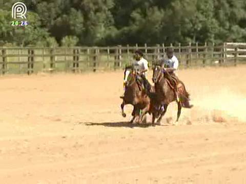 Genética é aposta para o avanço do cavalo crioulo