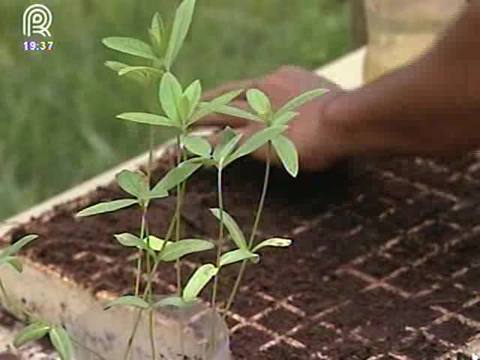 Produtores usam planta para combater a dengue