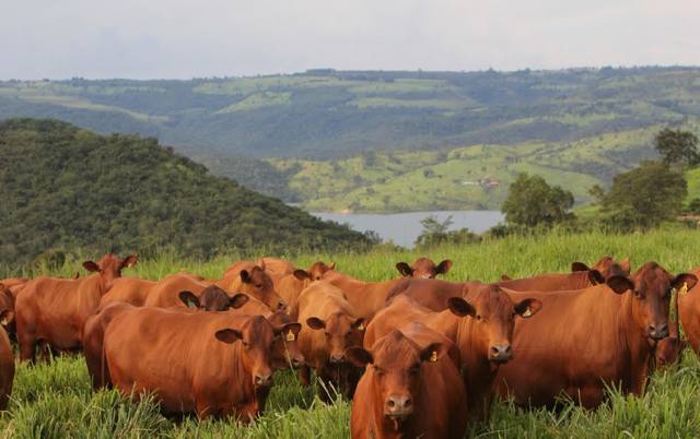 Fonte: Fazenda Senepol Paraíso/divulgação