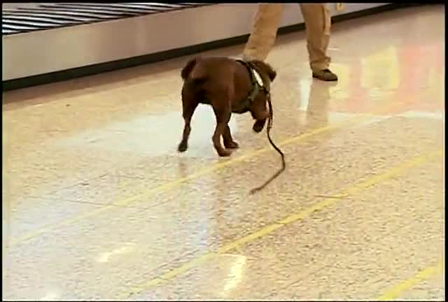 Cão farejador vai auxiliar fiscalização internacional