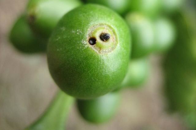 fruto brocado pelo inseto