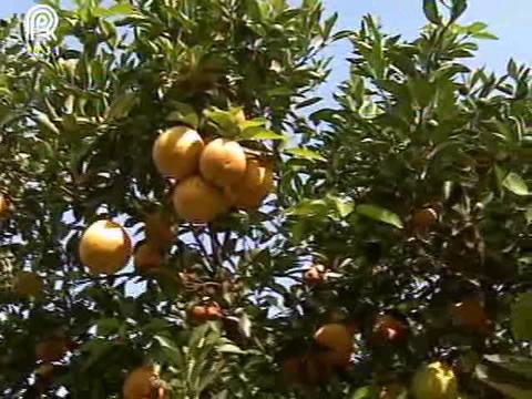 Despenca o estoque de suco de laranja