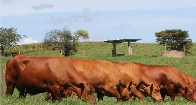 Fonte: Fazenda Senepol Paraíso/divulgação