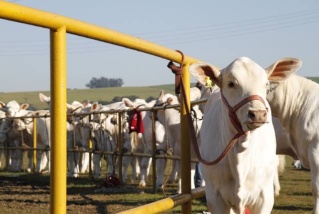 Fonte: Assoc. Brasileira de Criadores de Charolês