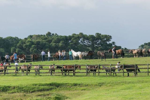 São Rafael promove 21ª edição de leilão tradicional