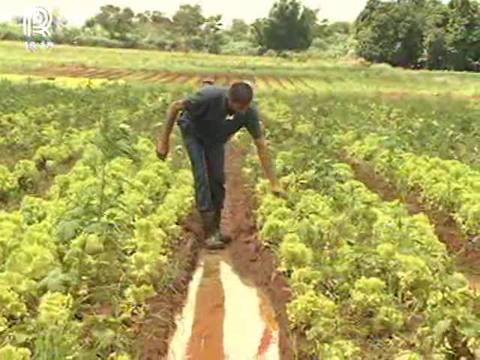 Chuva forte castiga produtores de hortaliças