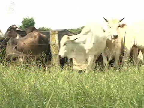 Preço da carne bovina cai 3% no último mês