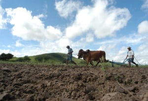 Trabalhadores Rurais preparam a terra para o plantioSertao do Pajeu - PE