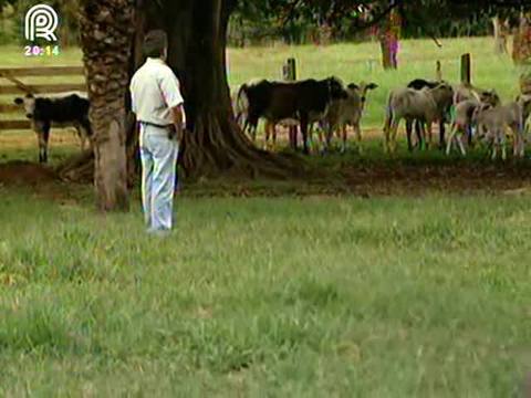 Como ter sucesso na pecuária através da gestão