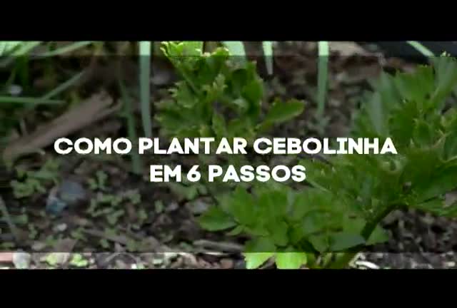 Saiba como plantar cebolinha em seis passos