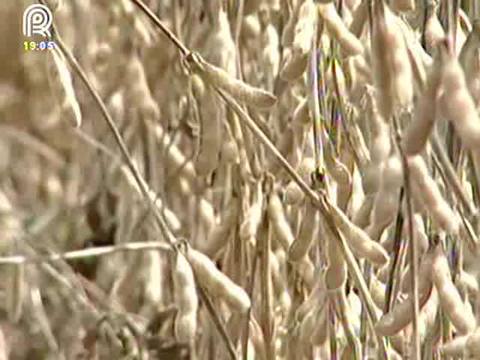 Taxa de exportação ainda preocupa agricultores