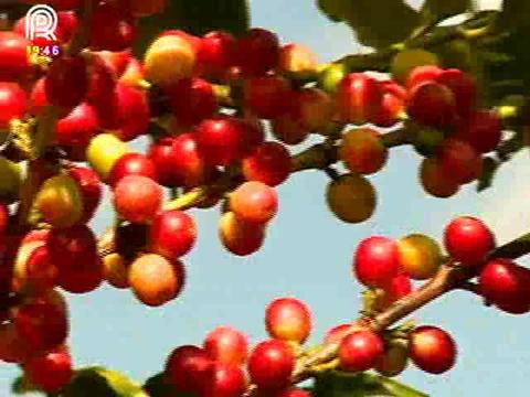 Café brasileiro fica mais sofisticado