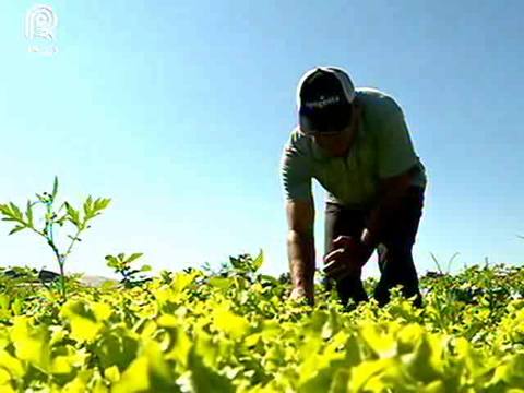 SP: calor aumenta oferta e derruba preço do alface