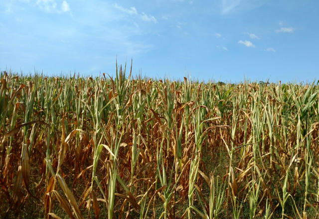 Fonte: Suelen Farias/Canal Rural