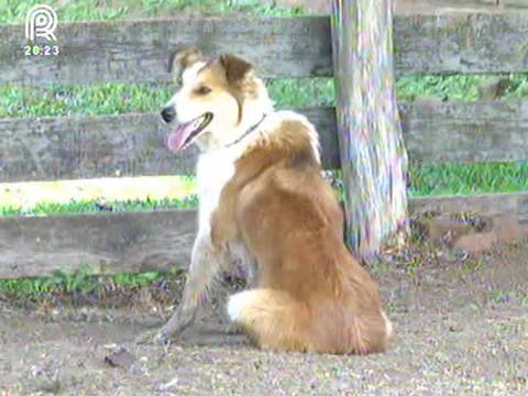 Conheça o cão ovelheiro gaúcho