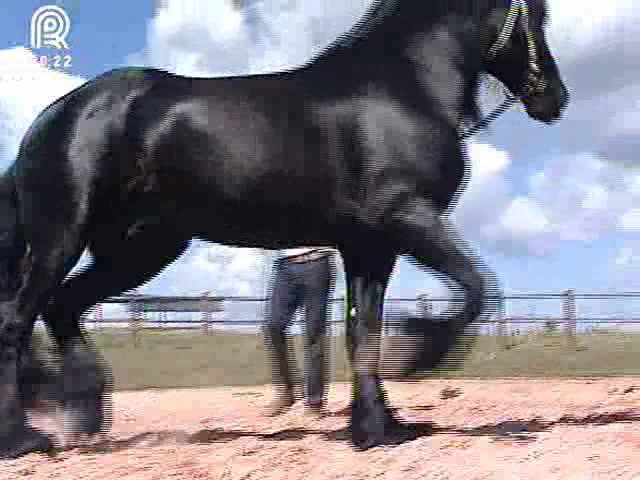 Conheça o cavalo que resiste à passagem do tempo