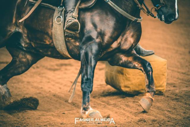 Bocal de Ouro 2017: cavalo Harmonia Ultimato é o grande vencedor da primeira etapa do Freio de Ouro