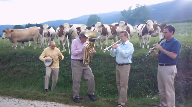 Vídeos mostram como vacas são apaixonadas por música