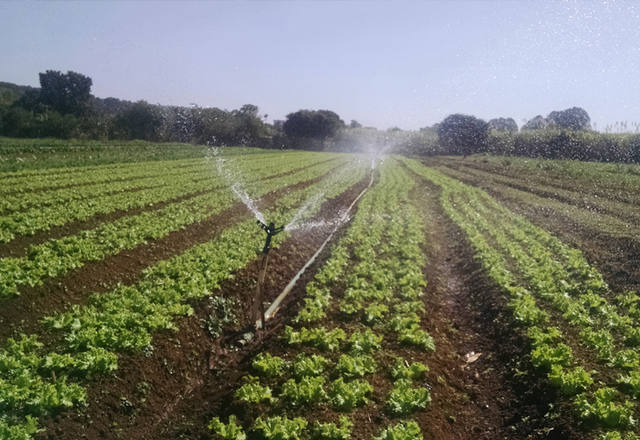 Fonte: Fernanda Farias/Canal Rural