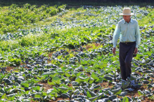 agricultura familiar, produtor, inss