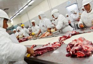 frigoríficos, mercado do boi gordo, carne bovina