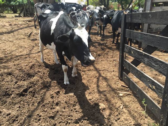 Fonte: Roberta Silveira/Canal Rural