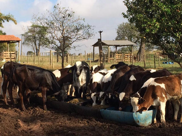 Fonte: Instituto de Zootecnia-SP/divulgação