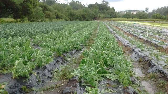 Fonte: Granizo Lavoura