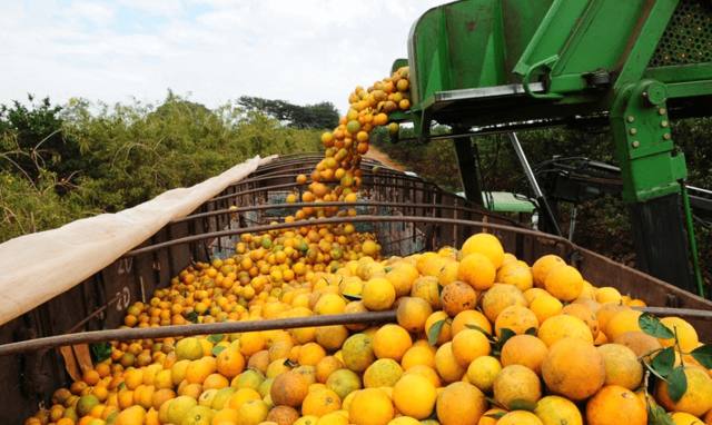 laranja, frutas