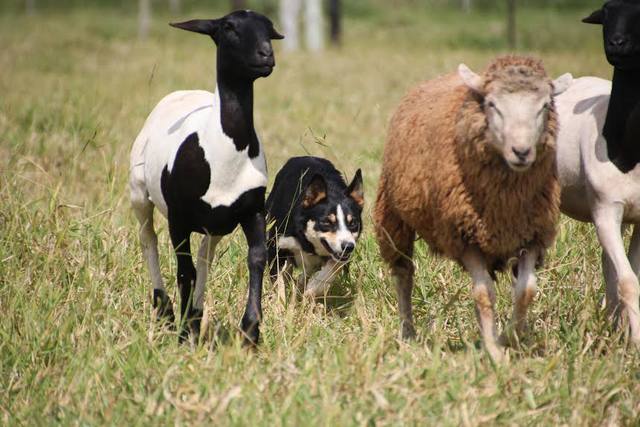 Saiba como é a criação e treinamento de cães da raça border collie