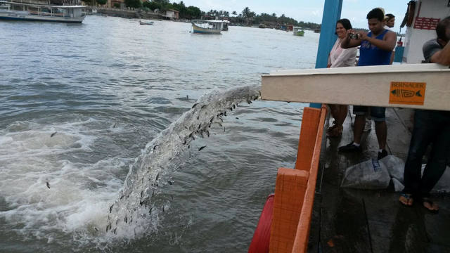 São Francisco recebe 160 mil peixes de cinco espécies nativas