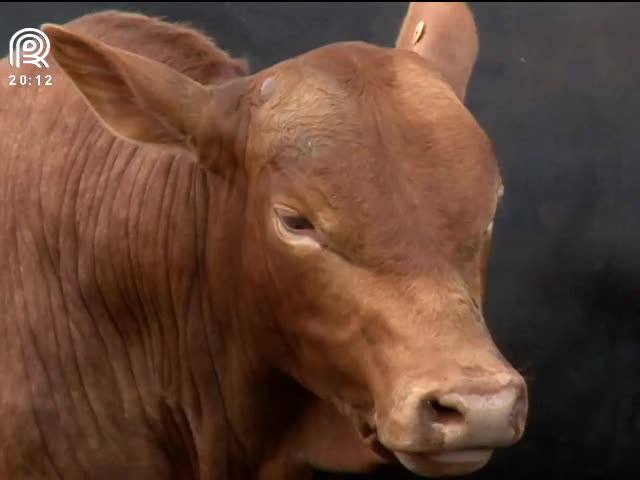 Animais represados no pasto encarecem produção