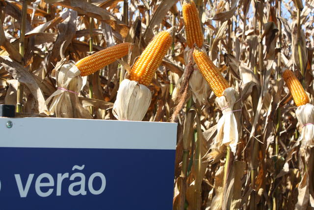 Fonte: Fábio Santos/Canal Rural