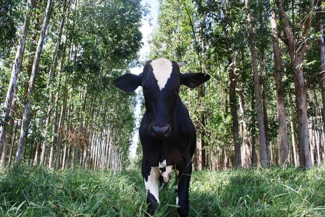 Gado no meio da floresta, produção sustentável, mais lida