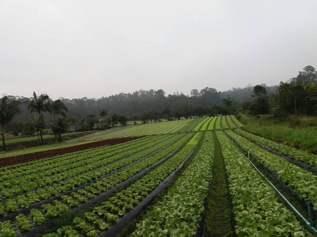 Fonte: Canal Rural