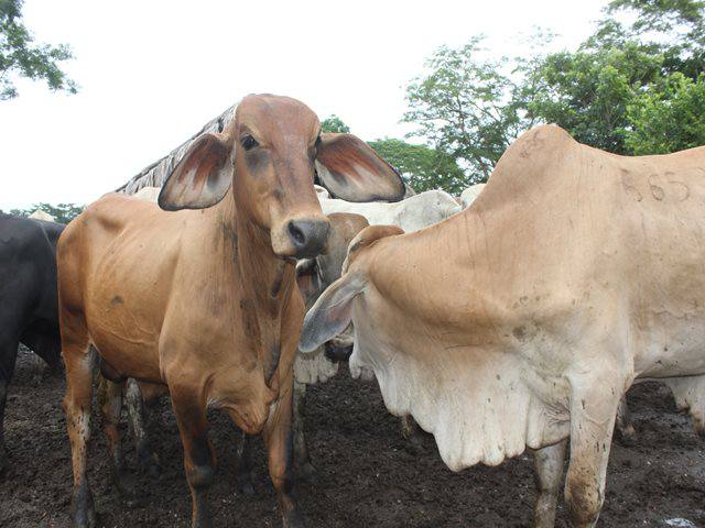 Fonte: Instituto Colombiano Agropecuario/divulgação