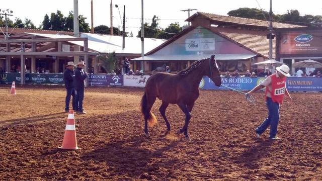 Acompanhe o 3º dia de julgamentos da Nacional do Mangalarga Marchador