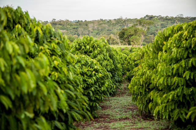 lavoura de café