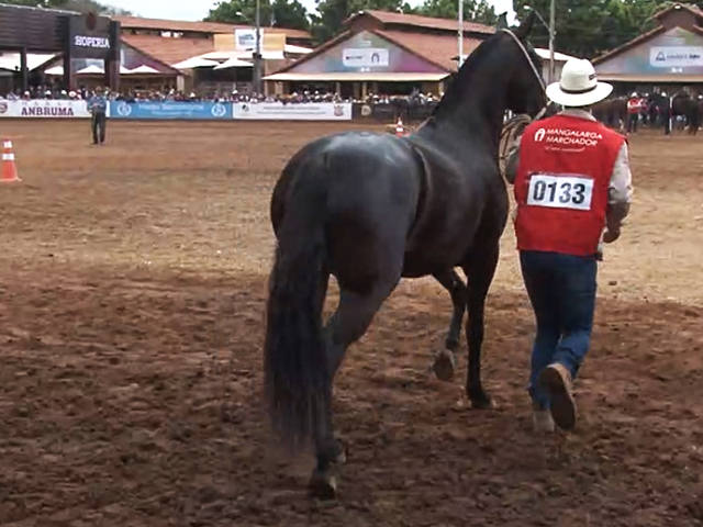 Mangalarga Marchador: confira a programação para este sábado